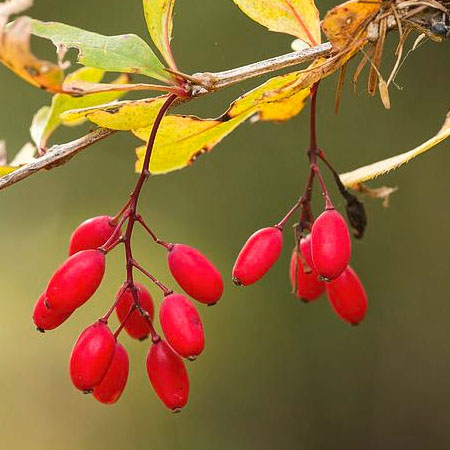 زرشک خشک